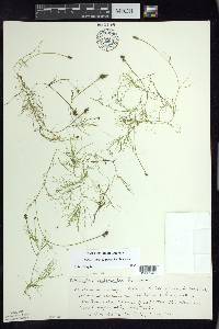 Potamogeton confervoides image