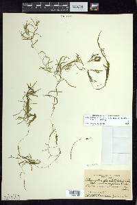 Potamogeton berchtoldii image