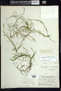 Potamogeton berchtoldii image