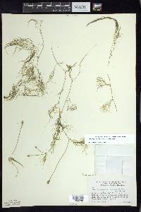 Potamogeton confervoides image