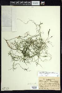 Potamogeton berchtoldii image