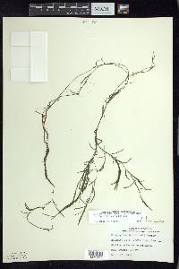 Potamogeton berchtoldii image