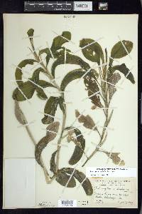 Potamogeton amplifolius image