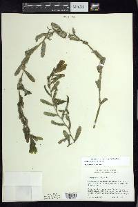 Potamogeton crispus image