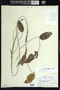 Potamogeton amplifolius image