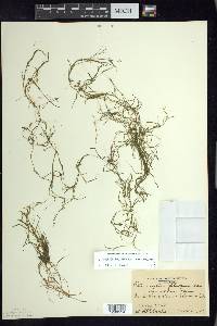 Potamogeton foliosus subsp. foliosus image