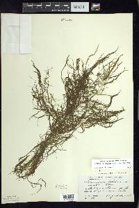 Potamogeton foliosus subsp. foliosus image