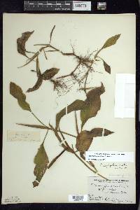 Potamogeton amplifolius image