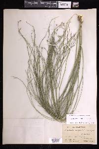 Euphorbia wrightii image