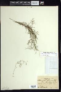 Potamogeton foliosus subsp. foliosus image