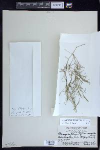 Potamogeton foliosus subsp. foliosus image