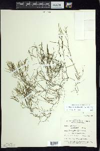 Potamogeton foliosus subsp. foliosus image