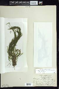 Potamogeton berchtoldii image