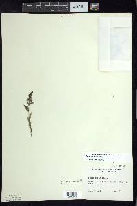 Potamogeton crispus image