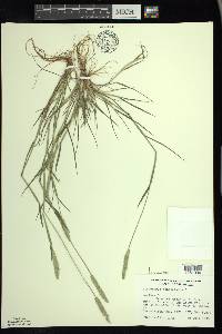Alopecurus geniculatus image