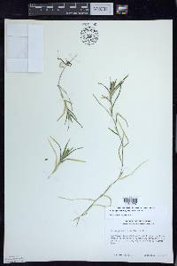 Potamogeton zosteriformis image