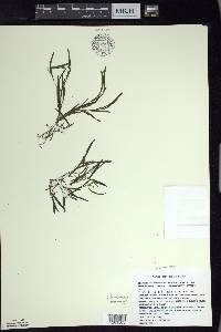 Potamogeton obtusifolius image