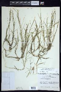 Potamogeton strictifolius image