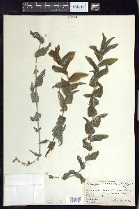Potamogeton richardsonii image