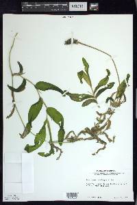 Potamogeton praelongus image