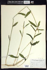Potamogeton praelongus image