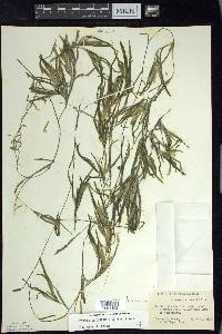 Potamogeton obtusifolius image