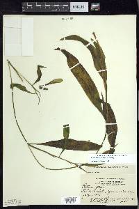 Potamogeton illinoensis image