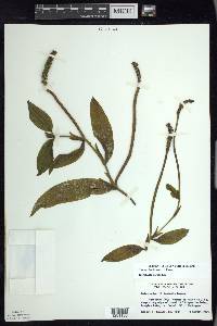 Potamogeton illinoensis image