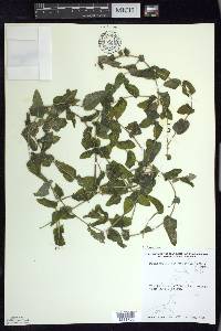 Potamogeton richardsonii image