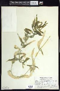 Potamogeton praelongus image