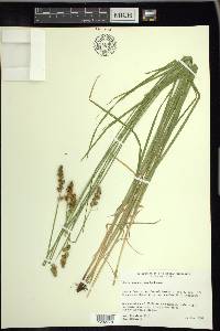 Carex alopecoidea image
