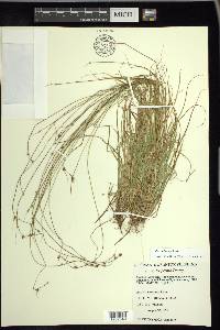 Carex trisperma image