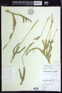 Lycopodium lagopus image