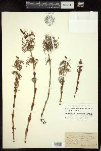 Equisetum sylvaticum image