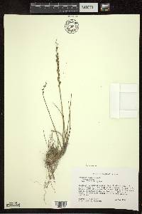 Triglochin maritima image