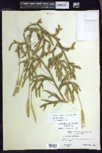 Lycopodium lagopus image