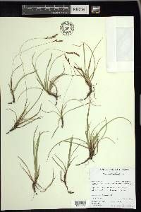 Carex richardsonii image