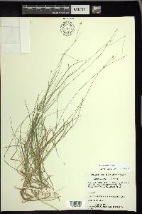 Carex trisperma image