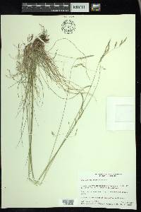 Festuca occidentalis image