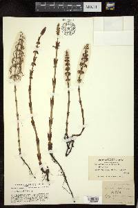 Equisetum sylvaticum image