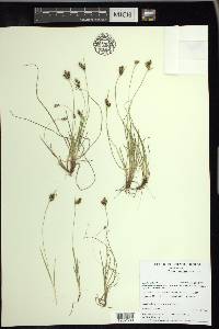 Carex bicolor image