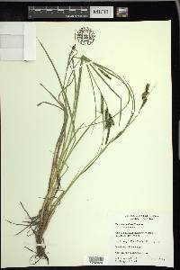 Carex lenticularis image