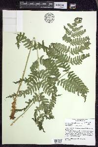 Dryopteris goldieana image