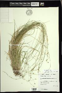 Carex trisperma image