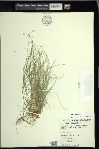 Carex trisperma image