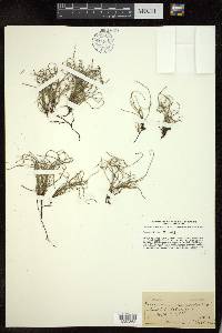 Equisetum scirpoides image