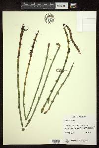 Equisetum fluviatile image