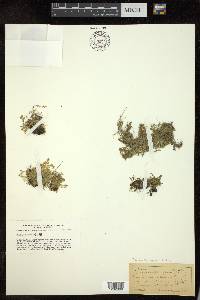 Selaginella eclipes image