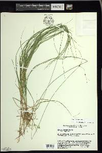 Carex trisperma image