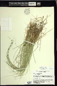 Carex trisperma var. trisperma image